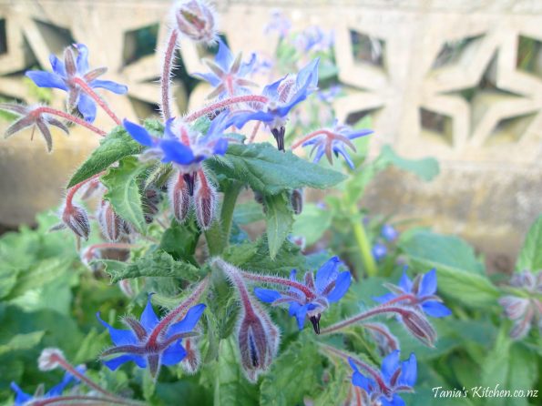 borage